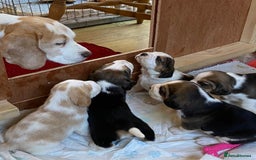 Beagle dogs for stud: Winner at Crufts 2025! in Tonbridge - Image 25