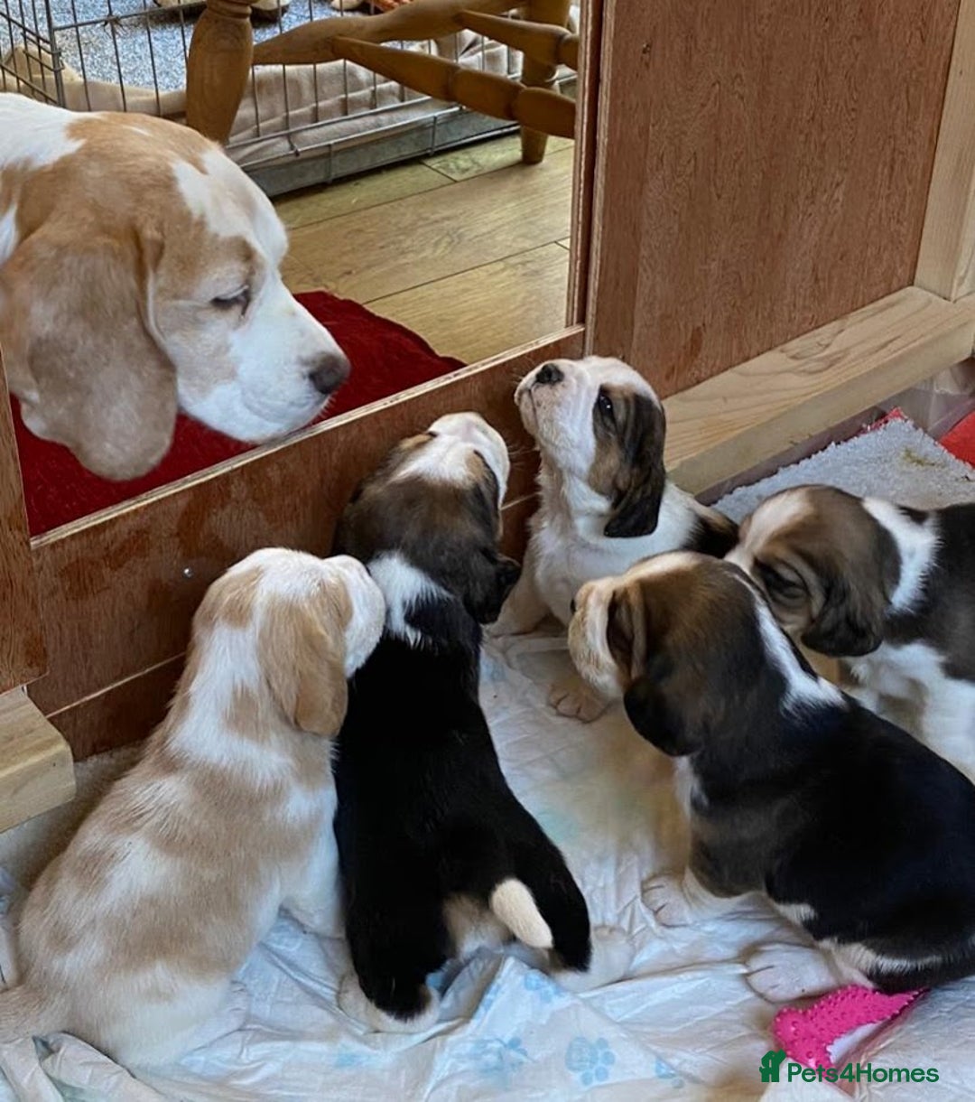 Beagle dogs for stud: Winner at Crufts 2025! in Tonbridge - Image 25