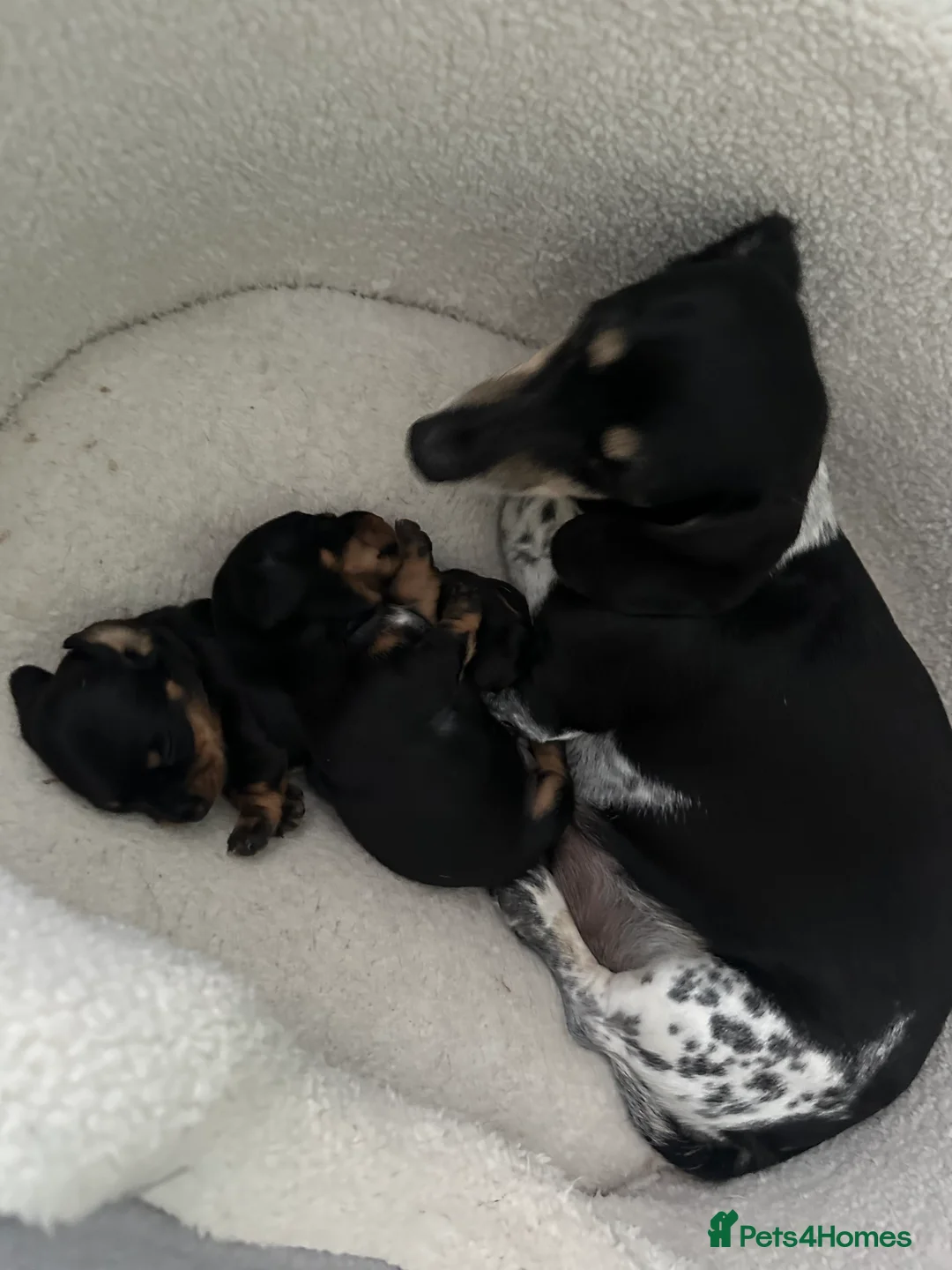 Miniature Dachshund dogs for sale: Exceptional pedigree miniature dachshund puppies  - Advert 4