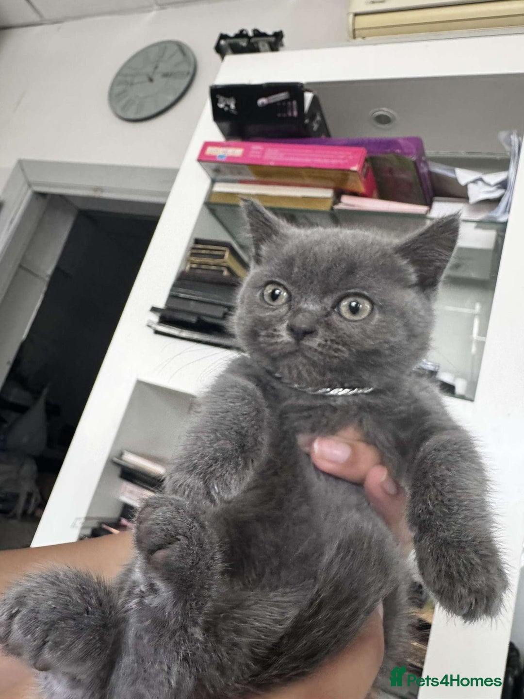 British Shorthair cats for sale: British short hair kittens - Image 13