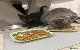 Mixed Breed cats for sale: Kittens for sale in Hyde - Image 4
