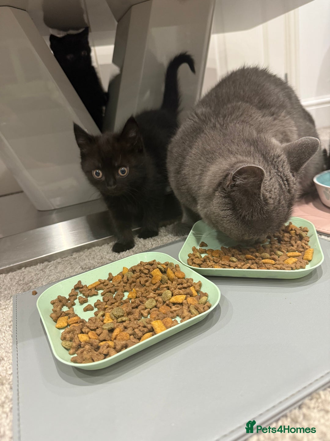 Mixed Breed cats for sale: Kittens for sale in Hyde - Image 4