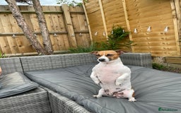 Jack Russell dogs for stud: Looking for a girlfriend  - Image 2
