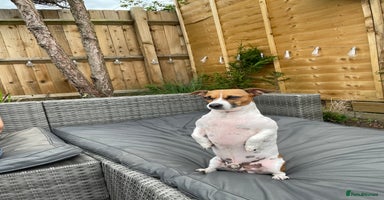 Jack Russell dogs - Advert 12