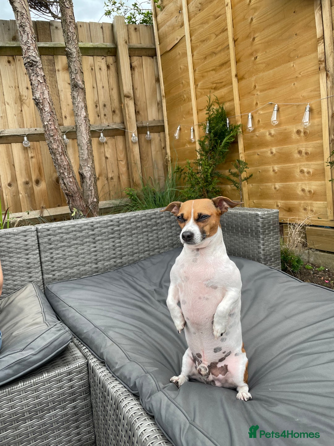 Jack Russell dogs for stud: Looking for a girlfriend  - Image 2