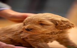 Cockapoo dogs for sale: Stunning F2b Miniature Cockapoos / Health Tested - Image 32