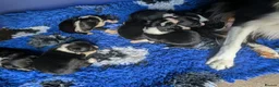 Border Collie dogs for sale: Isds registered border collie pups  - Advert 3