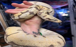 Python Snake reptiles for sale: Two pythons  - Image 1