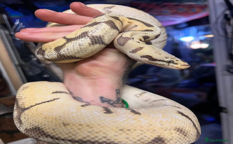Python Snake reptiles - Advert 1