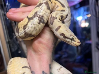 Python Snake reptiles - Advert 21