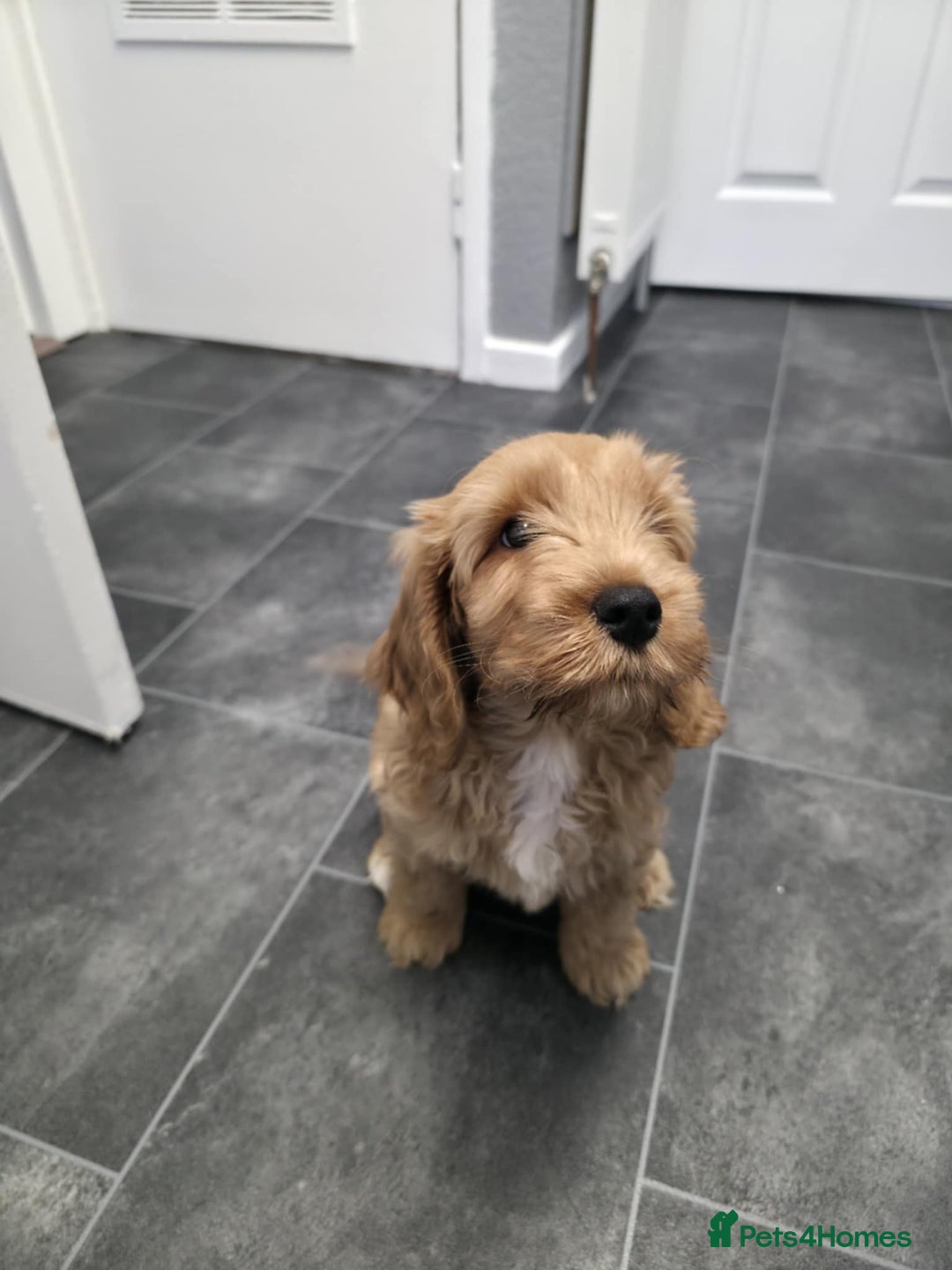 Cockapoo dogs for sale: 1 boy left cockapoo  - Advert 3
