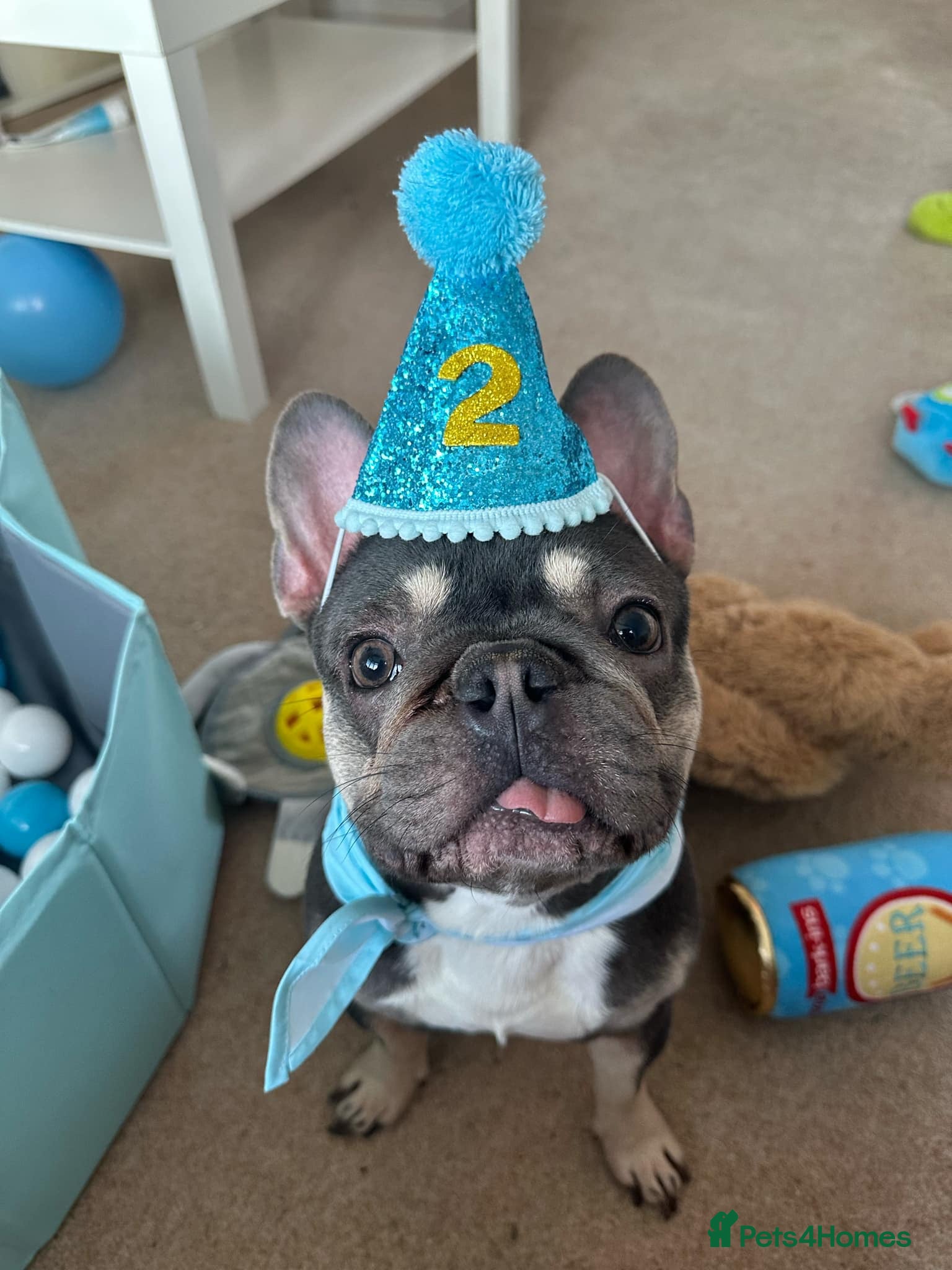 French Bulldog dogs 2 year old male French bulldog - Advert 19