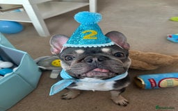 French Bulldog dogs for sale: 2 year old male French bulldog - Advert 1
