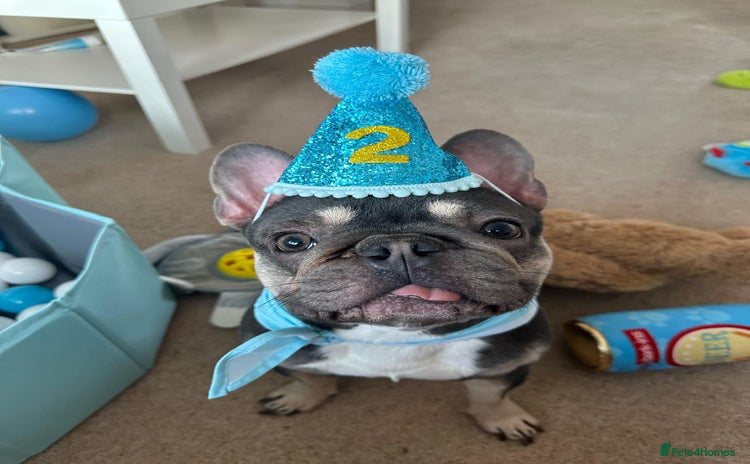 French Bulldog dogs 2 year old male French bulldog - Advert 9