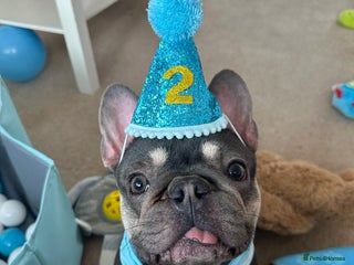 French Bulldog dogs 2 year old male French bulldog - Advert 1