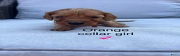 Cavapoo dogs for sale: Health tested cavapoos ready 19th August 💙💕 - Advert 3