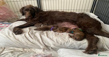 Mixed Breed dogs - Advert 15