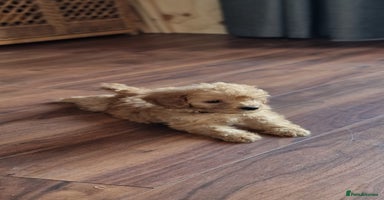 Cockapoo dogs - Advert 1