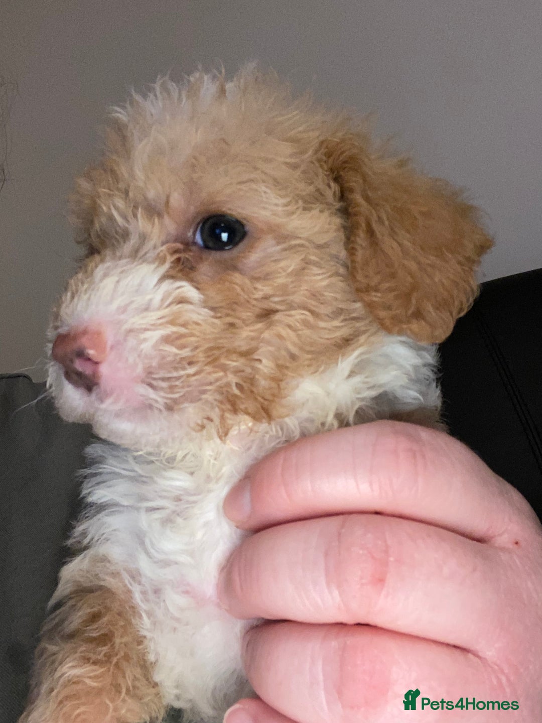 Toy Poodle dogs for sale: Beautiful Toy Poodle Pups  - Advert 32