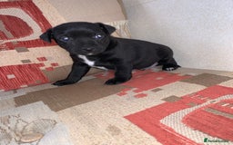 Patterdale Terrier dogs for sale: Patterdale terrier puppies  - Image 7