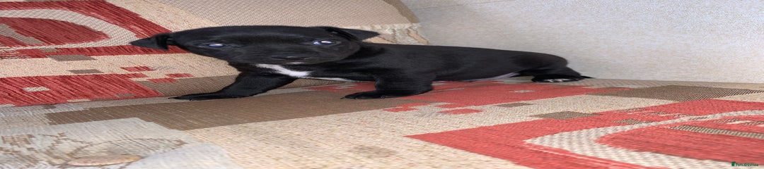 Patterdale Terrier Puppy 1