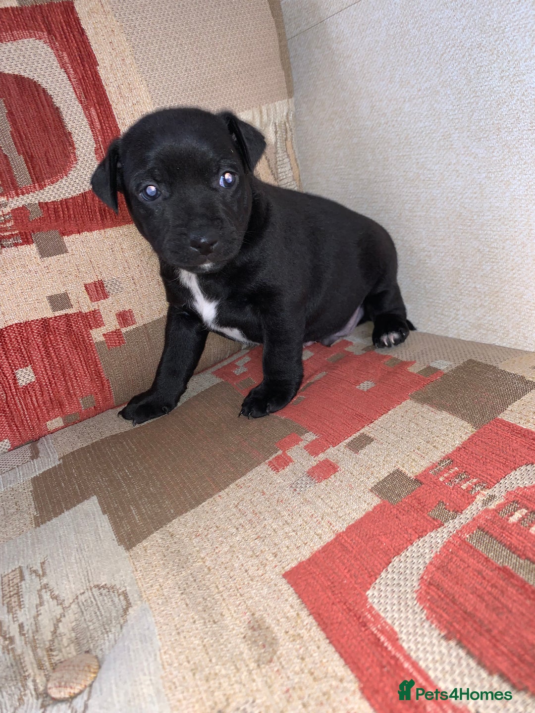 Patterdale Terrier dogs for sale: Patterdale terrier puppies  - Image 7