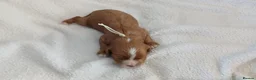 Cavapoo dogs for sale: F1 CAVAPOO PUPPIES  in Stevenage - Advert 34
