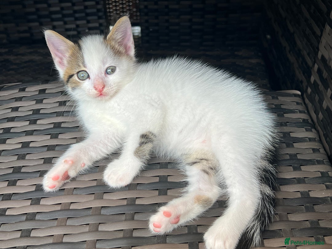 Mixed Breed cats for sale: Mixed fluffy kittens  - Image 11