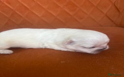 Pekingese dogs for sale: Pekingese  - Image 7