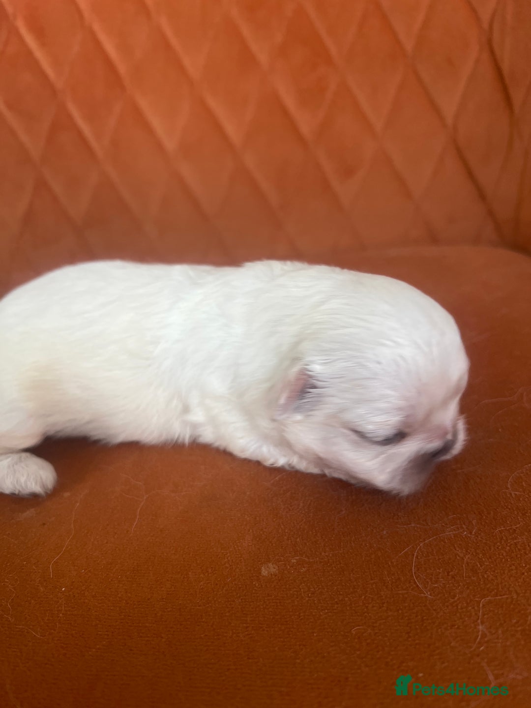 Pekingese dogs for sale: Pekingese  - Image 7