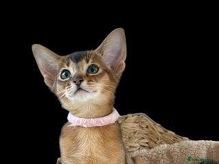 Abyssinian cats - Advert 5