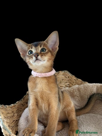 Abyssinian cats - Advert 4