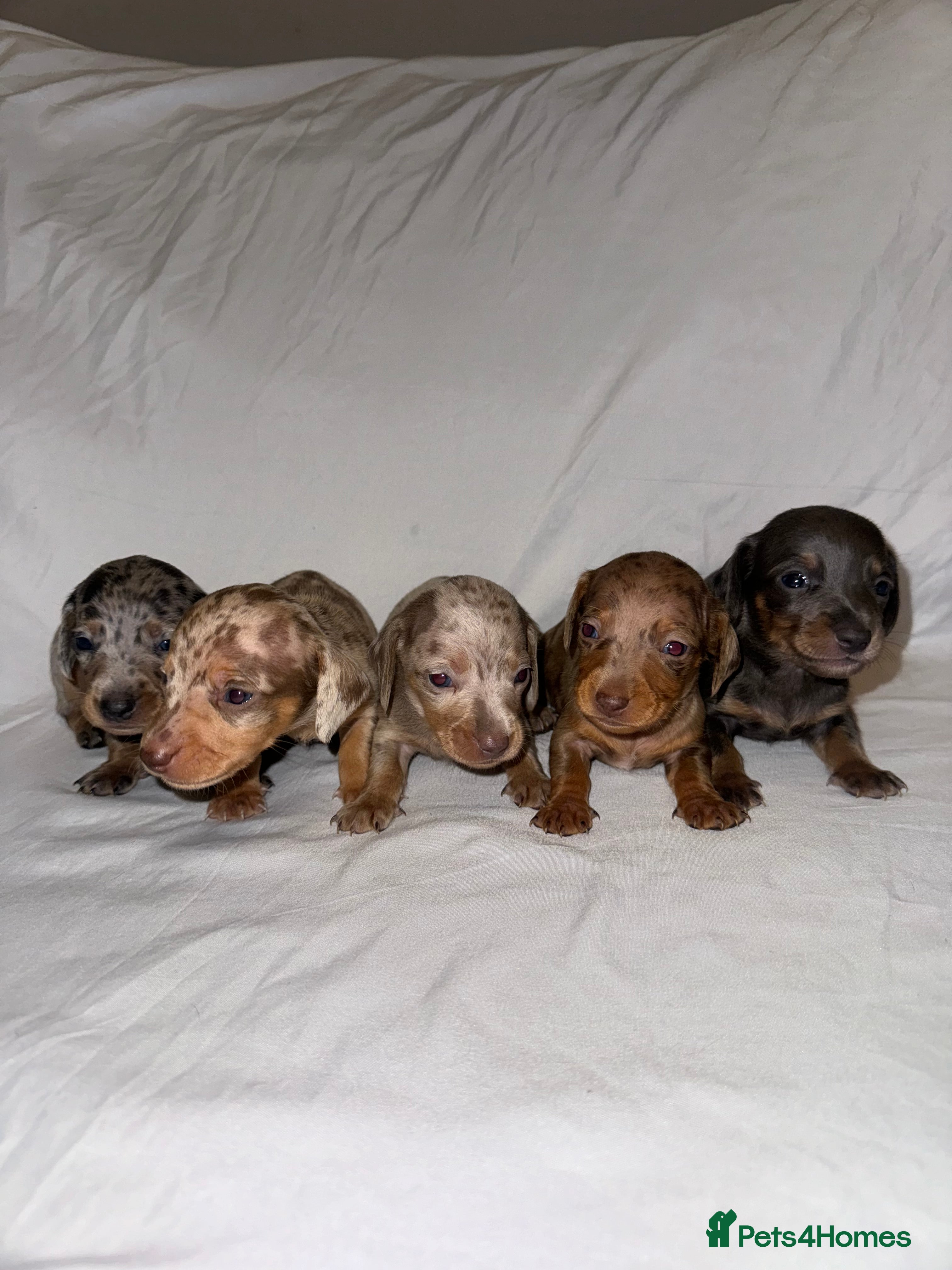 Miniature Dachshund dogs Miniature Dachshunds Available - Advert 1