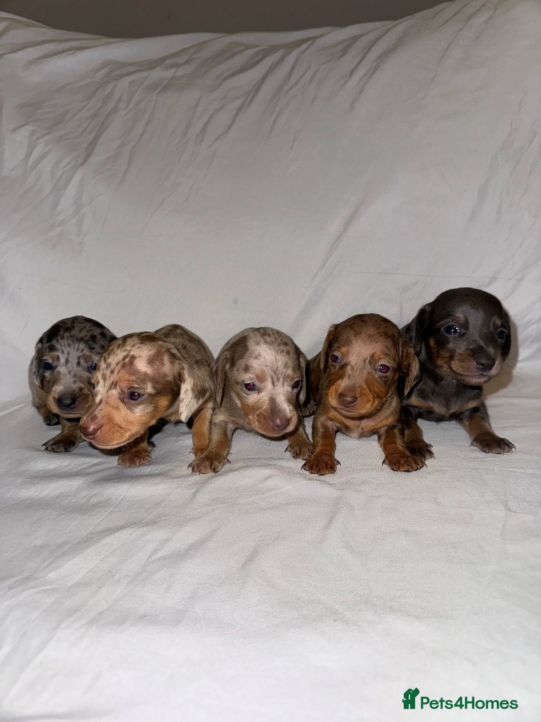 Miniature Dachshund dogs for sale: Miniature Dachshunds Available - Advert 1