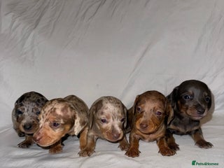 Miniature Dachshund dogs Miniature Dachshunds Available - Advert 1