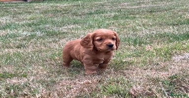 Cocker Spaniel dogs - Advert 1