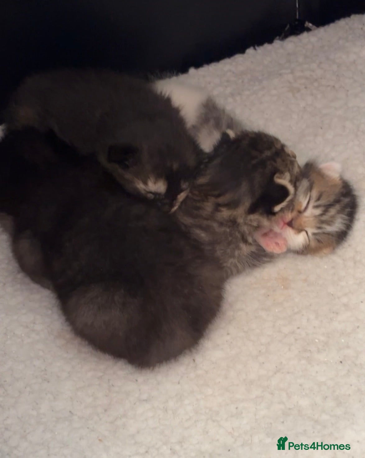 Mixed Breed cats Mixed breed kittens - Advert 9