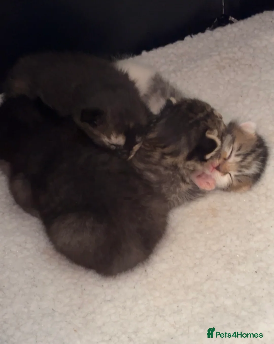 Mixed Breed cats for sale: Mixed breed kittens - Advert 2