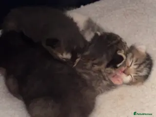 Mixed Breed cats Mixed breed kittens - Advert 9