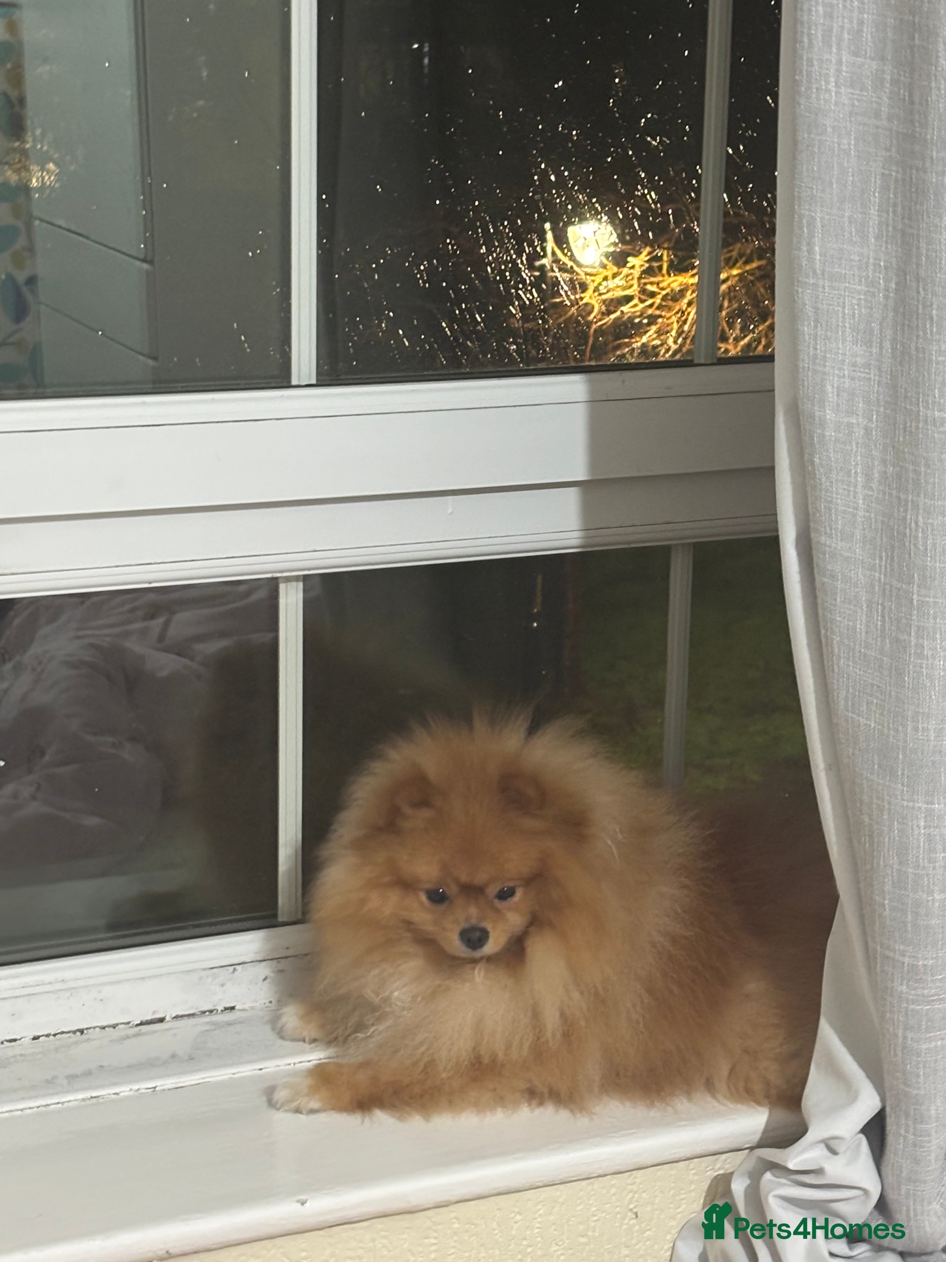 Pomeranian dogs Rehoming my beautiful Pom Boy in London - Advert 2