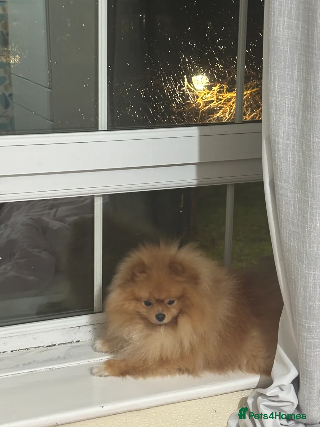 Pomeranian dogs for sale: Rehoming my beautiful Pom Boy in London - Advert 1