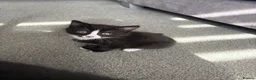 Mixed Breed cats for sale: Kitten for sale  - Advert 4