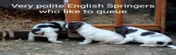 English Springer Spaniel dogs for sale: English Springer Spaniel Pups in Durham - Advert 14