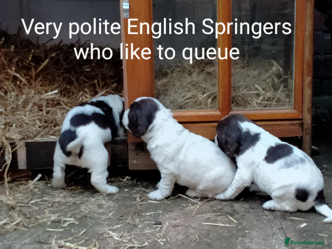 English Springer Spaniel dogs for sale: English Springer Spaniel Pups in Durham - Advert 14