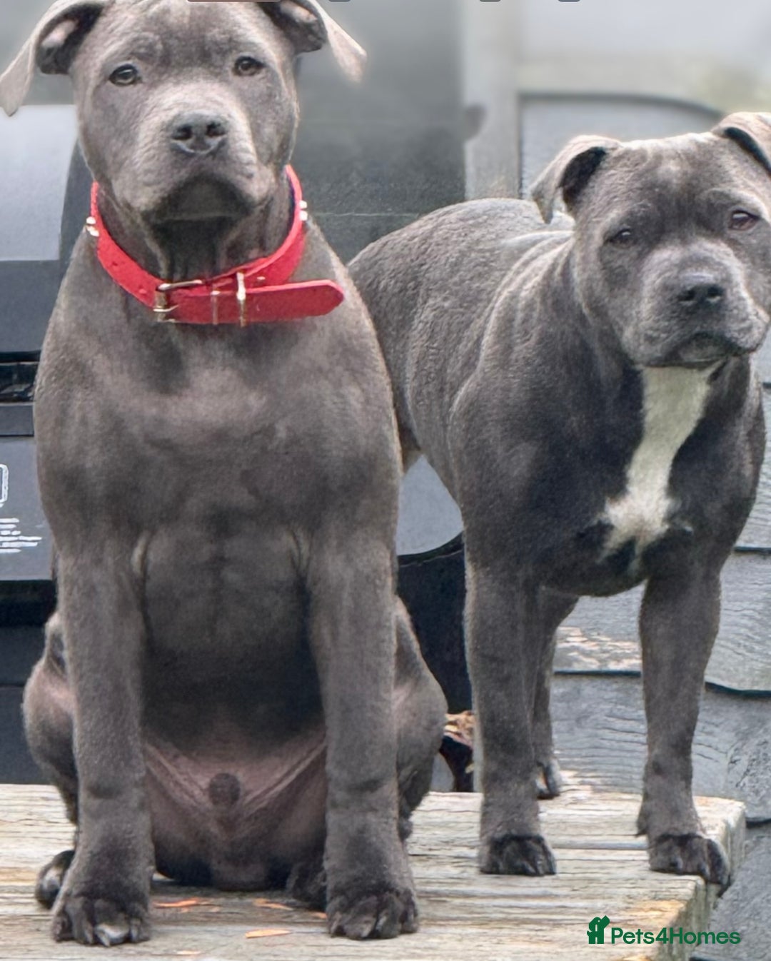 Staffordshire Bull Terrier dogs for sale: Exceptional blue staffies - Advert 3