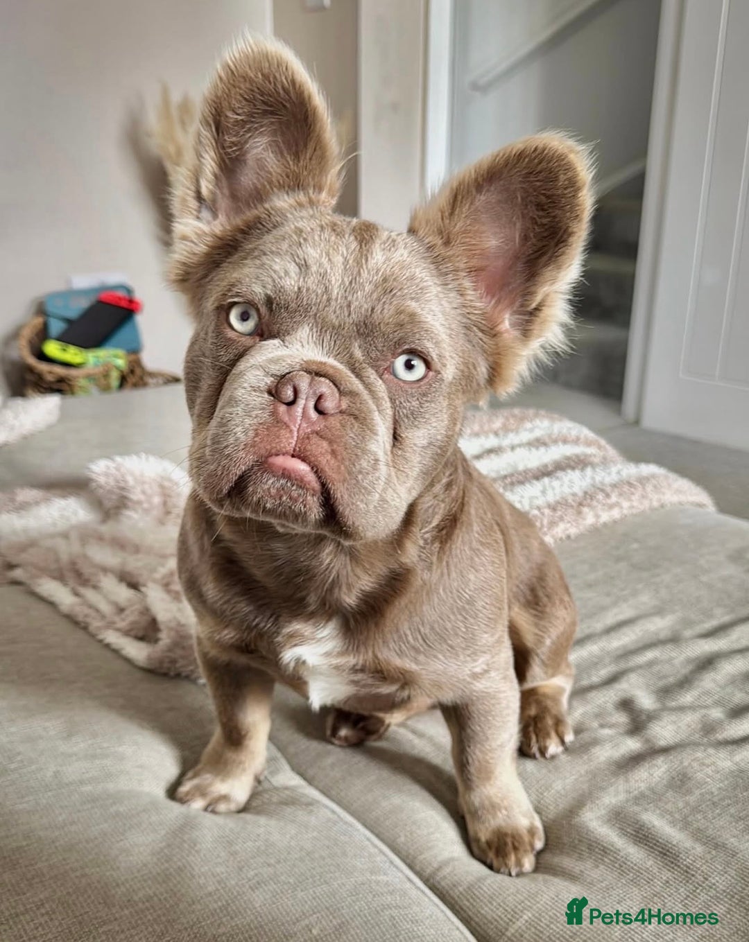 French Bulldog dogs for sale: Isabella & Tan fluffy French bulldoy - Image 1
