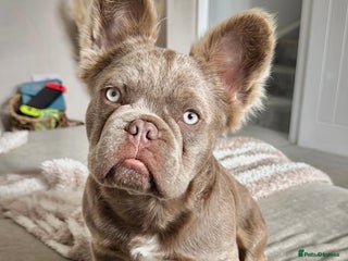 French Bulldog dogs - Advert 36