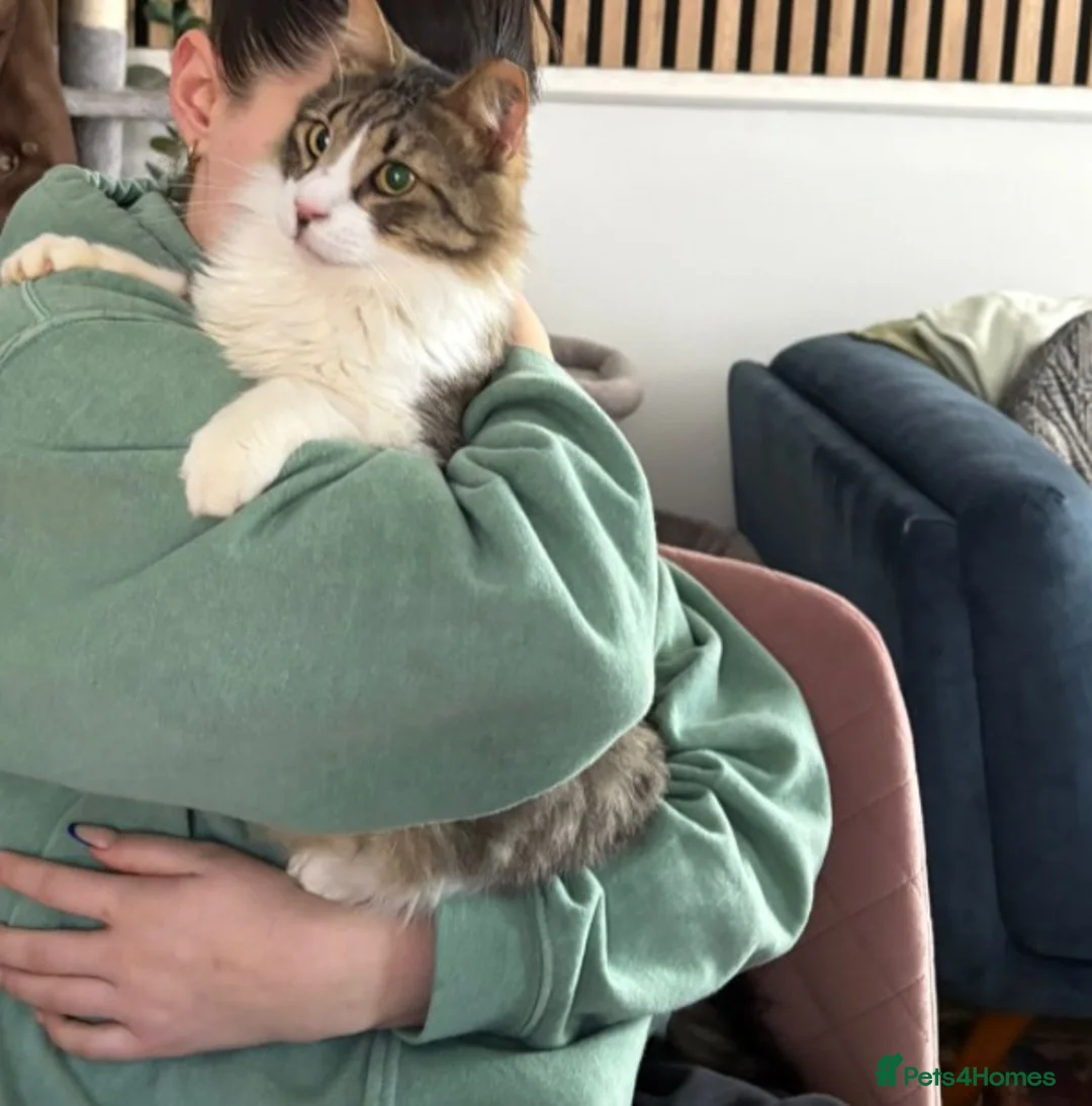 Mixed Breed cats for adoption: Blind, loving Philippe is looking for a home in London - Advert 3