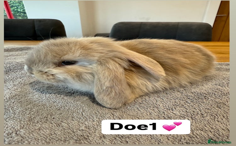 French Lop rabbits - Advert 4