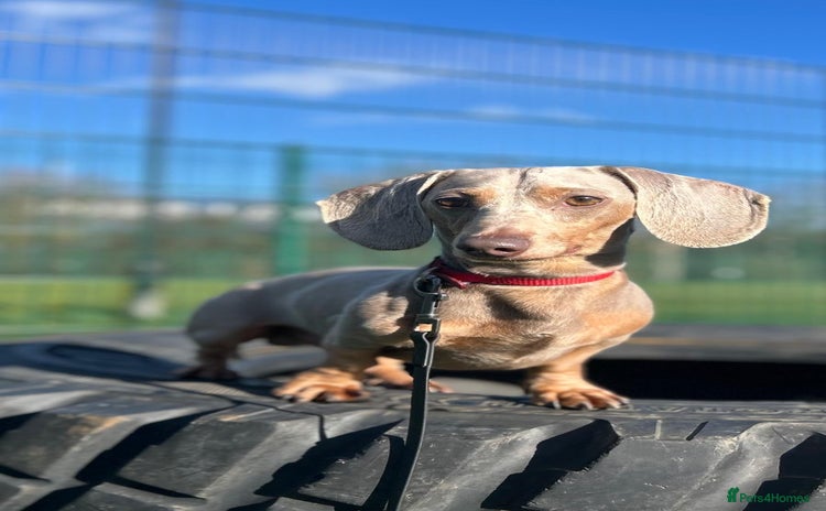 Miniature Dachshund dogs - Advert 4